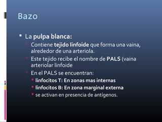 Bazo
 La pulpa blanca:
 Contiene tejido linfoide que forma una vaina,
alrededor de una arteriola.
 Este tejido recibe el nombre de PALS (vaina
arteriolar linfoide
 En el PALS se encuentran:
 linfocitos T: En zonas mas internas
 linfocitos B: En zona marginal externa
 se activan en presencia de antígenos.
 