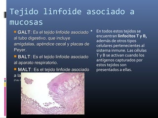 Tejido linfoide asociado a
mucosas
 GALTGALT: Es el tejido linfoide asociado: Es el tejido linfoide asociado
al tubo digestivo, que incluyeal tubo digestivo, que incluye
amígdalas, apéndice cecal y placas deamígdalas, apéndice cecal y placas de
Peyer.Peyer.
 BALTBALT: Es el tejido linfoide asociado: Es el tejido linfoide asociado
al aparato respiratorio.al aparato respiratorio.
 MALTMALT: Es el tejido linfoide asociado: Es el tejido linfoide asociado
a las mucosas.a las mucosas.
(Foto: Placas de Peyer)(Foto: Placas de Peyer)
 En todos estos tejidos se
encuentran linfocitos T y B,
además de otros tipos
celulares pertenecientes al
sistema inmune. Las células
T y B se activan cuando los
antígenos capturados por
estos tejidos son
presentados a ellas.
 