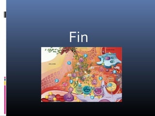 Fin
 