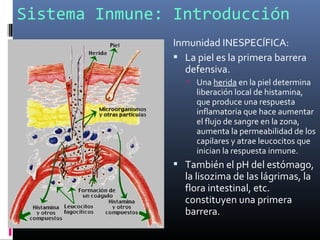 Sistema Inmune: Introducción
Inmunidad INESPECÍFICA:
 La piel es la primera barrera
defensiva.
 Una herida en la piel determina
liberación local de histamina,
que produce una respuesta
inflamatoria que hace aumentar
el flujo de sangre en la zona,
aumenta la permeabilidad de los
capilares y atrae leucocitos que
inician la respuesta inmune.
 También el pH del estómago,
la lisozima de las lágrimas, la
flora intestinal, etc.
constituyen una primera
barrera.
 