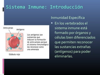 Sistema Inmune: Introducción
Inmunidad Específica
 En los vertebrados el
sistema inmune está
formado por órganos y
células bien diferenciados
que permiten reconocer
las sustancias extrañas
(antígenos) para poder
eliminarlas.
 