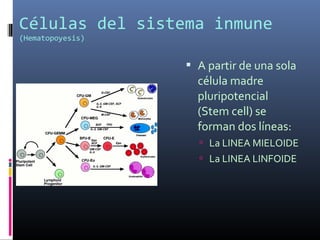 Células del sistema inmune
(Hematopoyesis)
 A partir de una sola
célula madre
pluripotencial
(Stem cell) se
forman dos líneas:
 La LINEA MIELOIDE
 La LINEA LINFOIDE
 