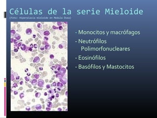 Células de la serie Mieloide
(Foto: Hiperplasia mieloide en Medula Ósea)
- Monocitos y macrófagos
- Neutrófilos
Polimorfonucleares
- Eosinófilos
- Basófilos y Mastocitos
 