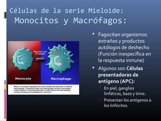 Células de la serie Mieloide:
Monocitos y Macrófagos:
 Fagocitan organismos
extraños y productos
autólogos de deshecho
(Función inespecífica en
la respuesta inmune)
 Algunos son Células
presentadoras de
antígeno (APC):
 En piel, ganglios
linfáticos, bazo y timo.
 Presentan los antígenos a
los linfocitos.
 