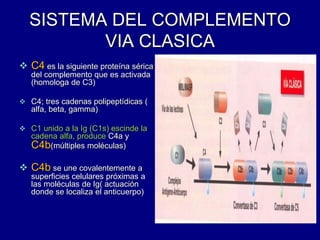 SISTEMA DEL COMPLEMENTO
VIA CLASICA
 C4 es la siguiente proteína sérica
del complemento que es activada
(homologa de C3)
 C4; tres cadenas polipeptídicas (
alfa, beta, gamma)
 C1 unido a la Ig (C1s) escinde la
cadena alfa, produce C4a y
C4b(múltiples moléculas)
 C4b se une covalentemente a
superficies celulares próximas a
las moléculas de Ig( actuación
donde se localiza el anticuerpo)
 