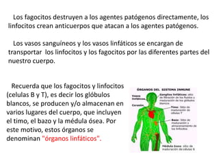 Los fagocitos destruyen a los agentes patógenos directamente, los
linfocitos crean anticuerpos que atacan a los agentes patógenos.
Los vasos sanguíneos y los vasos linfáticos se encargan de
transportar los linfocitos y los fagocitos por las diferentes partes del
nuestro cuerpo.
Recuerda que los fagocitos y linfocitos
(celulas B y T), es decir los glóbulos
blancos, se producen y/o almacenan en
varios lugares del cuerpo, que incluyen
el timo, el bazo y la médula ósea. Por
este motivo, estos órganos se
denominan "órganos linfáticos".
 