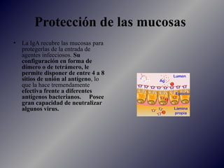 Protección de las mucosas
• La IgA recubre las mucosas para
protegerlas de la entrada de
agentes infecciosos. Su
configura...