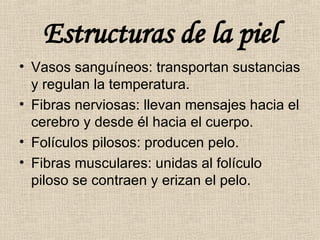 Estructuras de la piel Vasos sanguíneos: transportan sustancias y regulan la temperatura. Fibras nerviosas: llevan mensajes hacia el cerebro y desde él hacia el cuerpo. Folículos pilosos: producen pelo. Fibras musculares: unidas al folículo piloso se contraen y erizan el pelo. 