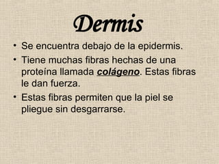 Dermis  Se encuentra debajo de la epidermis. Tiene muchas fibras hechas de una proteína llamada  colágeno . Estas fibras le dan fuerza. Estas fibras permiten que la piel se pliegue sin desgarrarse. 