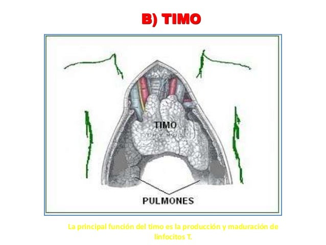 Resultado de imagen para timo sistema linfatico