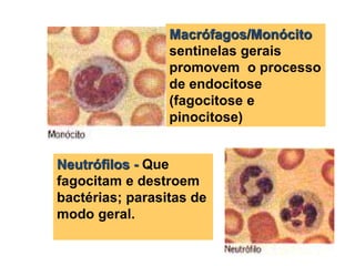 Macrófagos/Monócito
sentinelas gerais
promovem o processo
de endocitose
(fagocitose e
pinocitose)
Neutrófilos - Que
fagocitam e destroem
bactérias; parasitas de
modo geral.
 