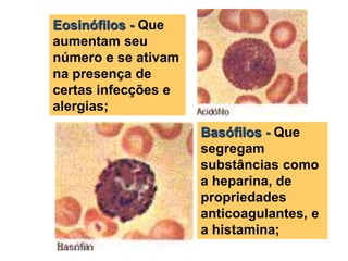 Eosinófilos - Que
aumentam seu
número e se ativam
na presença de
certas infecções e
alergias;
Basófilos - Que
segregam
substâncias como
a heparina, de
propriedades
anticoagulantes, e
a histamina;
 