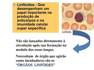 • Linfócitos - Que
desempenham um
papel importante na
produção de
anticorpos e na
imunidade celular
super específica
Não são lançados diretamente à
circulação após sua formação na
medula dos ossos longos.
Necessitam de órgão que agirão
como incubadoras são os
“ÓRGÃOS LINFÓIDES”
 