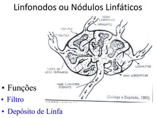 Linfonodos ou Nódulos Linfáticos
• Funções
• Filtro
• Depósito de Linfa
 