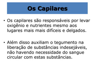 Os Capilares
• Os capilares são responsáveis por levar
oxigênio e nutrientes mesmo aos
lugares mais mais difíceis e delgados.
• Além disso auxiliam o tegumento na
liberação de substâncias indesejáveis,
não havendo necessidade do sangue
circular com estas substâncias.
 