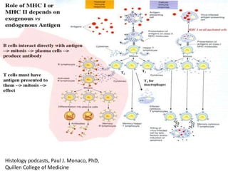 Histology podcasts, Paul J. Monaco, PhD,
Quillen College of Medicine
 