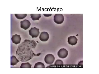 Macrófago
 