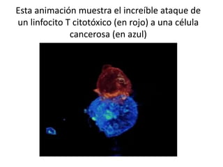 Esta animación muestra el increíble ataque de
un linfocito T citotóxico (en rojo) a una célula
cancerosa (en azul)
 