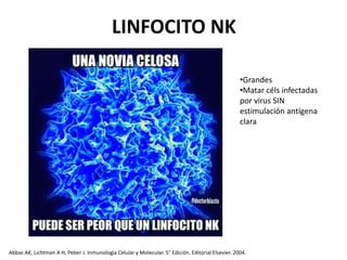 LINFOCITO NK
•Grandes
•Matar céls infectadas
por virus SIN
estimulación antígena
clara
Abbas AK, Lichtman A H, Peber J. Inmunología Celular y Molecular. 5° Edición. Editorial Elsevier. 2004.
 