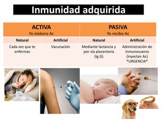 Inmunidad adquirida
ACTIVA
Yo elaboro Ac
PASIVA
Yo recibo Ac
Natural Artificial Natural Artificial
Cada vez que te
enfermas
Vacunación Mediante lactancia y
por vía placentaria
(Ig G)
Administración de
Inmunosueros
(inyectan Ac)
*URGENCIA*
 