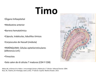 Timo
•Órgano linfoepitelial
•Mediastino anterior
•Barrera hematotímica
•Cápsula, trabéculas, lobulillos tímicos
•Corpúsculos de Hassall (médula)
•PARÉNQUIMA: Células epiteliorreticulares
(diferencía Linf.)
•Timocitos
•Solo salen de él células T maduras (CD4 Y CD8)
Abbas AK, Lichtman A H, Peber J. Inmunología Celular y Molecular. 5° Edición. Editorial Elsevier. 2004.
Ross, M., Pawlina, W. Histología, texto y atlas. 7ª edición. España: Wolters Kluwer; 2015
 