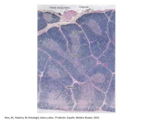 Ross, M., Pawlina, W. Histología, texto y atlas. 7ª edición. España: Wolters Kluwer; 2015
 