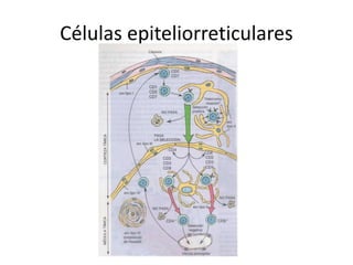 Células epiteliorreticulares
 