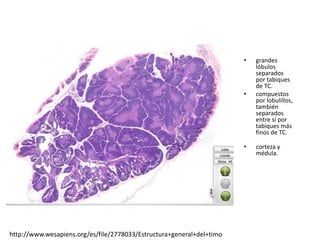 • grandes
lóbulos
separados
por tabiques
de TC.
• compuestos
por lobulillos,
también
separados
entre sí por
tabiques más
finos de TC.
• corteza y
médula.
http://www.wesapiens.org/es/file/2778033/Estructura+general+del+timo
 