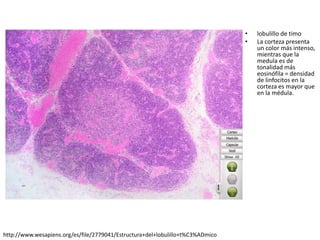 • lobulillo de timo
• La corteza presenta
un color más intenso,
mientras que la
medula es de
tonalidad más
eosinófila = densidad
de linfocitos en la
corteza es mayor que
en la médula.
http://www.wesapiens.org/es/file/2779041/Estructura+del+lobulillo+t%C3%ADmico
 