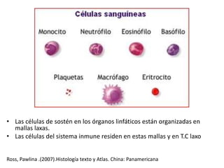 • Las células de sostén en los órganos linfáticos están organizadas en
mallas laxas.
• Las células del sistema inmune residen en estas mallas y en T.C laxo
Ross, Pawlina .(2007).Histología texto y Atlas. China: Panamericana
 