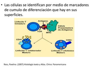 • Las células se identifican por medio de marcadores
de cumulo de diferenciación que hay en sus
superficies.
Ross, Pawlina .(2007).Histología texto y Atlas. China: Panamericana
 