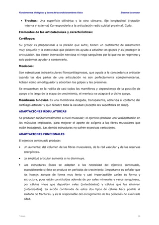 Fundamentos biológicos y bases del acondicionamiento físico Sistema locomotor 
• Trochus: Una superficie cilíndrica y la otra cóncava. Eje longitudinal (rotación 
interna y externa) Correspondería a la articulación radio cubital proximal. Codo. 
Elementos de las articulaciones y características: 
Cartílagos: 
Su grosor es proporcional a la presión que sufre, tienen un coeficiente de rozamiento 
muy pequeño y la elasticidad que poseen les ayuda a absorbe los golpes y así proteger la 
articulación. No tienen inervación nerviosa ni riego sanguíneo por lo que no se regenera y 
solo podemos ayudar a conservarlo. 
Meniscos: 
Son estructuras intraarticulares fibrocartilaginosas, que ayuda a la concordancia articular 
cuando las dos partes de una articulación no son perfectamente complementarias. 
Actúan como amortiguador y absorben los golpes y las presiones. 
Se encuentran en la rodilla de casi todos los mamíferos y dependiendo de la posición de 
apoyo a lo largo de la etapa de crecimiento, el menisco se adaptará a dicho apoyo. 
Membrana Sinovial. Es una membrana delgada, transparente, adherida al contorno del 
cartílago articular y que recubre toda la cavidad (excepto las superficies de roce). 
ADAPTACIONES REGULATORIAS 
Se producen fundamentalmente a nivel muscular; el ejercicio produce una vasodilatación en 
los músculos implicados, para mejorar el aporte de oxígeno a las fibras musculares que 
están trabajando. Las demás estructuras no sufren excesivas variaciones. 
ADAPTACIONES FUNCIONALES 
El ejercicio continuado produce: 
• Un aumento: del volumen de las fibras musculares, de la red vascular y de las reservas 
energéticas. 
• La amplitud articular aumenta o no disminuye. 
• Las estructuras óseas se adaptan a las necesidad del ejercicio continuado, 
especialmente si éste se produce en períodos de crecimiento. Importante es señalar que 
los huesos aunque de forma muy lenta y casi imperceptible varían su forma y 
estructura, pues están constituidos además de por sales minerales y vasos sanguíneos, 
por células vivas que depositan sales (osteoblastos) y células que las eliminan 
(osteoclastos). La acción combinada de estos dos tipos de células hace posible el 
soldado de fracturas, y es la responsable del encogimiento de las personas de avanzada 
edad. 
Viñals 10 
 
