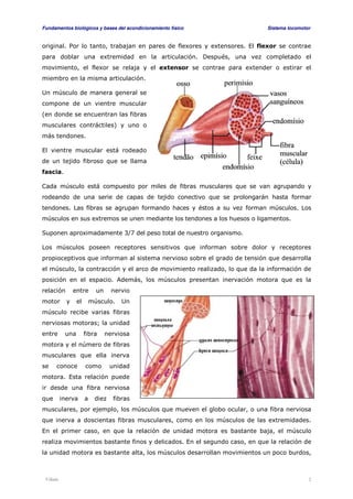 Fundamentos biológicos y bases del acondicionamiento físico Sistema locomotor 
original. Por lo tanto, trabajan en pares de flexores y extensores. El flexor se contrae 
para doblar una extremidad en la articulación. Después, una vez completado el 
movimiento, el flexor se relaja y el extensor se contrae para extender o estirar el 
miembro en la misma articulación. 
Un músculo de manera general se 
compone de un vientre muscular 
(en donde se encuentran las fibras 
musculares contráctiles) y uno o 
más tendones. 
El vientre muscular está rodeado 
de un tejido fibroso que se llama 
fascia. 
Cada músculo está compuesto por miles de fibras musculares que se van agrupando y 
rodeando de una serie de capas de tejido conectivo que se prolongarán hasta formar 
tendones. Las fibras se agrupan formando haces y éstos a su vez forman músculos. Los 
músculos en sus extremos se unen mediante los tendones a los huesos o ligamentos. 
Suponen aproximadamente 3/7 del peso total de nuestro organismo. 
Los músculos poseen receptores sensitivos que informan sobre dolor y receptores 
propioceptivos que informan al sistema nervioso sobre el grado de tensión que desarrolla 
el músculo, la contracción y el arco de movimiento realizado, lo que da la información de 
posición en el espacio. Además, los músculos presentan inervación motora que es la 
relación entre un nervio 
motor y el músculo. Un 
músculo recibe varias fibras 
nerviosas motoras; la unidad 
entre una fibra nerviosa 
motora y el número de fibras 
musculares que ella inerva 
se conoce como unidad 
motora. Esta relación puede 
ir desde una fibra nerviosa 
que inerva a diez fibras 
musculares, por ejemplo, los músculos que mueven el globo ocular, o una fibra nerviosa 
que inerva a doscientas fibras musculares, como en los músculos de las extremidades. 
En el primer caso, en que la relación de unidad motora es bastante baja, el músculo 
realiza movimientos bastante finos y delicados. En el segundo caso, en que la relación de 
la unidad motora es bastante alta, los músculos desarrollan movimientos un poco burdos, 
Viñals 2 
 