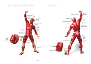 Fundamentos biológicos y bases del acondicionamiento físico Sistema locomotor 
Viñals 5 
 
