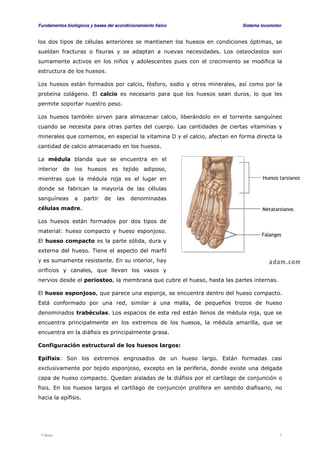 Fundamentos biológicos y bases del acondicionamiento físico Sistema locomotor 
los dos tipos de células anteriores se mantienen los huesos en condiciones óptimas, se 
sueldan fracturas o fisuras y se adaptan a nuevas necesidades. Los osteoclastos son 
sumamente activos en los niños y adolescentes pues con el crecimiento se modifica la 
estructura de los huesos. 
Los huesos están formados por calcio, fósforo, sodio y otros minerales, así como por la 
proteína colágeno. El calcio es necesario para que los huesos sean duros, lo que les 
permite soportar nuestro peso. 
Los huesos también sirven para almacenar calcio, liberándolo en el torrente sanguíneo 
cuando se necesita para otras partes del cuerpo. Las cantidades de ciertas vitaminas y 
minerales que comemos, en especial la vitamina D y el calcio, afectan en forma directa la 
cantidad de calcio almacenado en los huesos. 
La médula blanda que se encuentra en el 
interior de los huesos es tejido adiposo, 
mientras que la médula roja es el lugar en 
donde se fabrican la mayoría de las células 
sanguíneas a partir de las denominadas 
células madre. 
Los huesos están formados por dos tipos de 
material: hueso compacto y hueso esponjoso. 
El hueso compacto es la parte sólida, dura y 
externa del hueso. Tiene el aspecto del marfil 
y es sumamente resistente. En su interior, hay 
orificios y canales, que llevan los vasos y 
nervios desde el periosteo, la membrana que cubre el hueso, hasta las partes internas. 
El hueso esponjoso, que parece una esponja, se encuentra dentro del hueso compacto. 
Está conformado por una red, similar a una malla, de pequeños trozos de hueso 
denominados trabéculas. Los espacios de esta red están llenos de médula roja, que se 
encuentra principalmente en los extremos de los huesos, la médula amarilla, que se 
encuentra en la diáfisis es principalmente grasa. 
Configuración estructural de los huesos largos: 
Epífisis: Son los extremos engrosados de un hueso largo. Están formadas casi 
exclusivamente por tejido esponjoso, excepto en la periferia, donde existe una delgada 
capa de hueso compacto. Quedan aisladas de la diáfisis por el cartílago de conjunción o 
fisis. En los huesos largos el cartílago de conjunción prolifera en sentido diafisario, no 
hacia la epífisis. 
Viñals 7 
 
