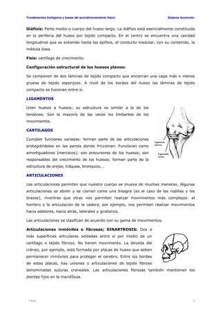 Fundamentos biológicos y bases del acondicionamiento físico Sistema locomotor 
Diáfisis: Parte media o cuerpo del hueso largo. La diáfisis está esencialmente constituida 
en la periferia del hueso por tejido compacto. En el centro se encuentra una cavidad 
longitudinal que se extiende hasta las epífisis, el conducto medular, con su contenido, la 
médula ósea. 
Fisis: cartílago de crecimiento. 
Configuración estructural de los huesos planos: 
Se componen de dos láminas de tejido compacto que encierran una capa más o menos 
gruesa de tejido esponjoso. A nivel de los bordes del hueso las láminas de tejido 
compacto se fusionan entre sí. 
LIGAMENTOS 
Unen huesos a huesos; su estructura es similar a la de los 
tendones. Son la mayoría de las veces los limitantes de los 
movimientos. 
CARTILAGOS 
Cumplen funciones variadas: forman parte de las articulaciones 
protegiéndolas en las partes donde friccionan. Funcionan como 
amortiguadores (meniscos); son precursores de los huesos; son 
responsables del crecimiento de los huesos; forman parte de la 
estructura de orejas, tráquea, bronquios... 
ARTICULACIONES 
Las articulaciones permiten que nuestro cuerpo se mueva de muchas maneras. Algunas 
articulaciones se abren y se cierran como una bisagra (es el caso de las rodillas y los 
brazos), mientras que otras nos permiten realizar movimientos más complejos: el 
hombro o la articulación de la cadera, por ejemplo, nos permiten realizar movimientos 
hacia adelante, hacia atrás, laterales y giratorios. 
Las articulaciones se clasifican de acuerdo con su gama de movimientos. 
Articulaciones inmóviles o fibrosas; SINARTROSIS: Dos o 
más superficies articulares soldadas entre sí por medio de un 
cartílago o tejido fibroso. No tienen movimiento. La bóveda del 
cráneo, por ejemplo, está formada por placas de hueso que deben 
permanecer inmóviles para proteger el cerebro. Entre los bordes 
de estas placas, hay uniones o articulaciones de tejido fibroso 
denominadas suturas craneales. Las articulaciones fibrosas también mantienen los 
dientes fijos en la mandíbula. 
Viñals 8 
 