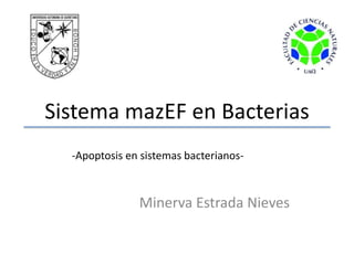 Sistema mazEF en Bacterias
Minerva Estrada Nieves
-Apoptosis en sistemas bacterianos-
 