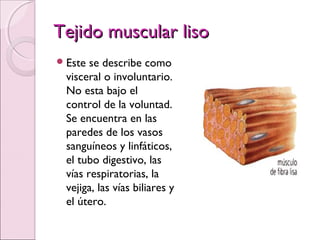 Tejido muscular lisoTejido muscular liso
Este se describe como
visceral o involuntario.
No esta bajo el
control de la voluntad.
Se encuentra en las
paredes de los vasos
sanguíneos y linfáticos,
el tubo digestivo, las
vías respiratorias, la
vejiga, las vías biliares y
el útero.
 