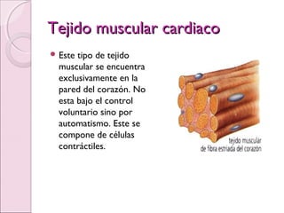Tejido muscular cardiacoTejido muscular cardiaco
 Este tipo de tejido
muscular se encuentra
exclusivamente en la
pared del corazón. No
esta bajo el control
voluntario sino por
automatismo. Este se
compone de células
contráctiles.
 