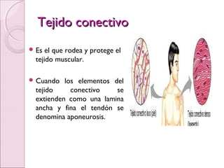 Tejido conectivoTejido conectivo
 Es el que rodea y protege el
tejido muscular.
 Cuando los elementos del
tejido conectivo se
extienden como una lamina
ancha y fina el tendón se
denomina aponeurosis.
 