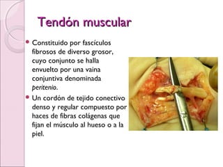 Tendón muscularTendón muscular
 Constituido por fascículos
fibrosos de diverso grosor,
cuyo conjunto se halla
envuelto por una vaina
conjuntiva denominada
peritenio.
 Un cordón de tejido conectivo
denso y regular compuesto por
haces de fibras colágenas que
fijan el músculo al hueso o a la
piel.
 