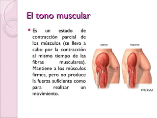 El tono muscularEl tono muscular
 Es un estado de
contracción parcial de
los músculos (se lleva a
cabo por la contracción
al mismo tiempo de las
fibras musculares).
Mantiene a los músculos
firmes, pero no produce
la fuerza suficiente como
para realizar un
movimiento.
 
