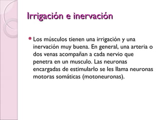 Irrigación e inervaciónIrrigación e inervación
Los músculos tienen una irrigación y una
inervación muy buena. En general, una arteria o
dos venas acompañan a cada nervio que
penetra en un musculo. Las neuronas
encargadas de estimularlo se les llama neuronas
motoras somáticas (motoneuronas).
 