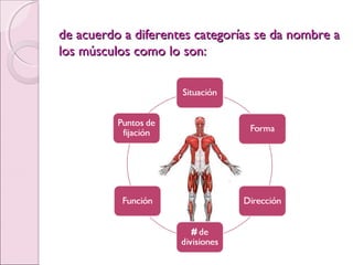 de acuerdo a diferentes categorías se da nombre ade acuerdo a diferentes categorías se da nombre a
los músculos como lo son:los músculos como lo son:
 