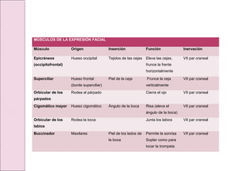 MÚSCULOS DE LA EXPRESIÓN FACIAL
Músculo Origen Inserción Función Inervación
Epicráneos
(occipitofrontal)
Hueso occipital Tejidos de las cejas Eleva las cejas,
frunce la frente
horizontalmente
VII par craneal
Superciliar Hueso frontal
(borde superciliar)
Piel de la ceja Frunce la ceja
verticalmente
VII par craneal
Orbicular de los
párpados
Rodea al párpado Cierra el ojo VII par craneal
Cigomático mayor Hueso cigomático Ángulo de la boca Risa (eleva el
ángulo de la boca)
VII par craneal
Orbicular de los
labios
Rodea la boca Junta los labios VII par craneal
Buccinador Maxilares Piel de los lados de
la boca
Permite la sonrisa
Soplar como para
tocar la trompeta
VII par craneal
 