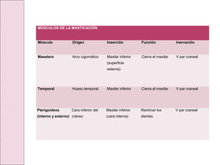 MÚSCULOS DE LA MASTICACIÓN
Músculo Origen Inserción Función Inervación
Masetero Arco cigomático Maxilar inferior
(superficie
externa)
Cierra el maxilar V par craneal
Temporal Hueso temporal Maxilar inferior Cierra el maxilar V par craneal
Pterigoideos
(interno y externo)
Cara inferior del
cráneo
Maxilar inferior
(cara interna)
Rechinar los
dientes
V par craneal
 