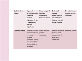 Esplenio de la
cabeza
Ligamento
cervical posterior
Vértebras
(apófisis
espinosas de las
3 o 4 vertebras
dorsales
superiores)
Hueso temporal
(apófisis
mastoides)
Hueso occipital
Extiende la
cabeza
Inclina y gira la
cabeza hacia el
lado del musculo
que se contrae
Segundo, tercero
y cuarto nervios
cervicales
Complexo menor Vértebras (apófisis
transversas de las
6 vertebras
dorsales
superiores, apófisis
articulares de las 4
ultimas vertebras
cervicales)
Hueso temporal
(apófisis
mastoides)
Extiende la cabeza
Inclina y rota la
cabeza hacia el
lugar de la
contracción
Inervación múltiple
 