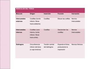MÚSCULOS DEL TÓRAX
Músculo Origen Inserción Función Inervación
Intercostales
externos
Costillas (borde
inferior; fibras
hacia adelante)
Costillas Elevan las cotillas Nervios
intercostales
Intercostales
internos
Costillas (cara
interna, borde
inferior; fibras
hacia atrás)
Costillas Descienden las
costillas
Nervios
intercostales
Diafragma Circunferencia
inferior del tórax
(o caja torácica)
Tendón central
del diafragma
Expande el tórax,
produciendo la
inspiración
Nervios frénicos
 
