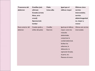 Transverso del
abdomen
Costillas (seis
ultimas)
Coxales (cresta
iliaca, arco
crural)
Aponeurosis
lumbar
Pubis
Línea alba
Igual que el
oblicuo mayor
Últimos cinco
nervios
intercostales;
nervios
abdominogenital
es, mayor y
menor
Recto anterior del
abdomen
Coxales (pubis y
sínfisis del pubis)
Costillas
Esternón
Igual que el oblicuo
mayor; como los
músculos
abdominales
comprimen la
cavidad abdominal,
facilitan los
esfuerzos, la
defecación, la
espiración forzada,
el parto, etc.
Flexiona el tronco
Últimos seis nervios
intercostales
 