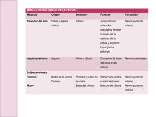 MÚSCULOS DEL SUELO DE LA PELVIS
Músculo Origen Inserción Función Inervación
Elevador del ano Pubis y espina
ciática
Cóccix Junto con los
músculos
coccígeos forman
el suelo de la
cavidad de la
pelvis y sostiene
los órganos
pélvicos
Nervio pudendo
interno
Isquiocavernoso Isquion Pene o clítoris Comprime la base
del pene o del
clítoris
Nervios perineales
Bulbocavernoso
Hombre
Mujer
Bulbo de la uretra
Perineo
Perineo y bulbo de
la uretra
Base del clítoris
Estrecha la uretra;
erector del pene
Erector del clítoris
Nervio pudendo
interno
Nervio pudendo
interno
 